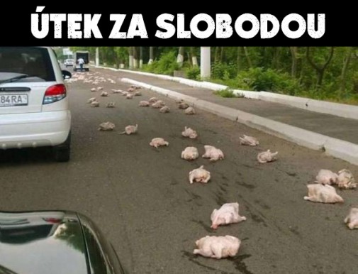 Pri prevoze kurčiat došlo k spiknutiu